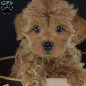 Wiggles, Maltipoo Puppy