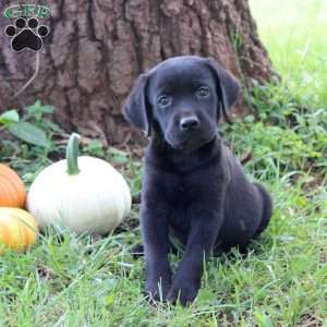 Wiggles, Black Labrador Retriever Puppy
