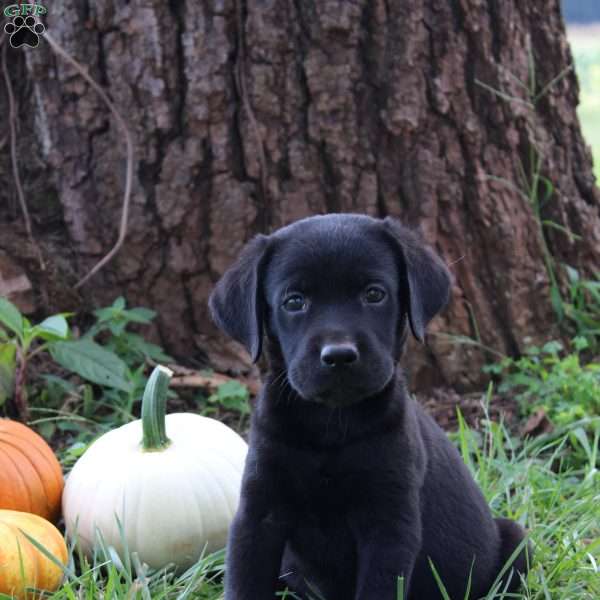 Wiggles, Black Labrador Retriever Puppy