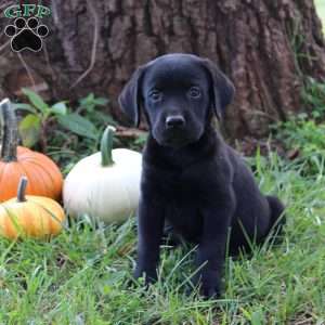 Wiggles, Black Labrador Retriever Puppy