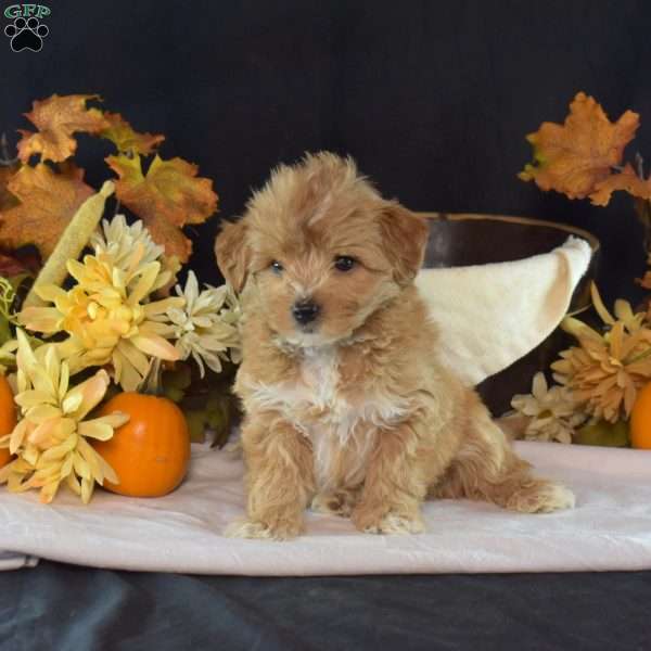 Wilbur, Maltipoo Puppy