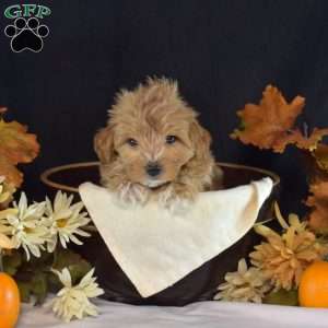 Wilbur, Maltipoo Puppy