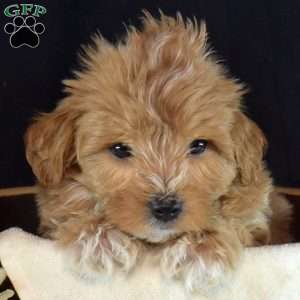 Wilbur, Maltipoo Puppy