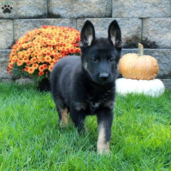 Wilder, German Shepherd Puppy
