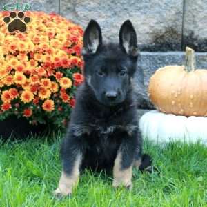 Wilder, German Shepherd Puppy