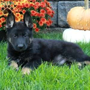 Wilder, German Shepherd Puppy
