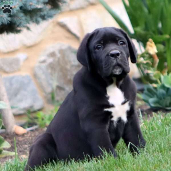 Will, Cane Corso Puppy