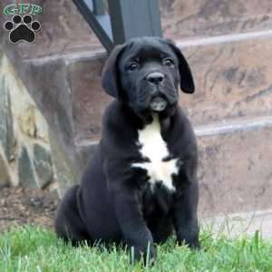 Will, Cane Corso Puppy