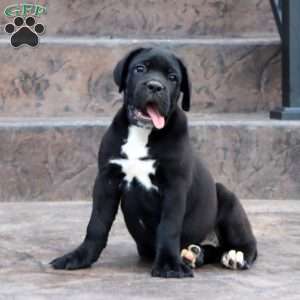 Will, Cane Corso Puppy