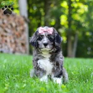 Willow, Bernedoodle Puppy