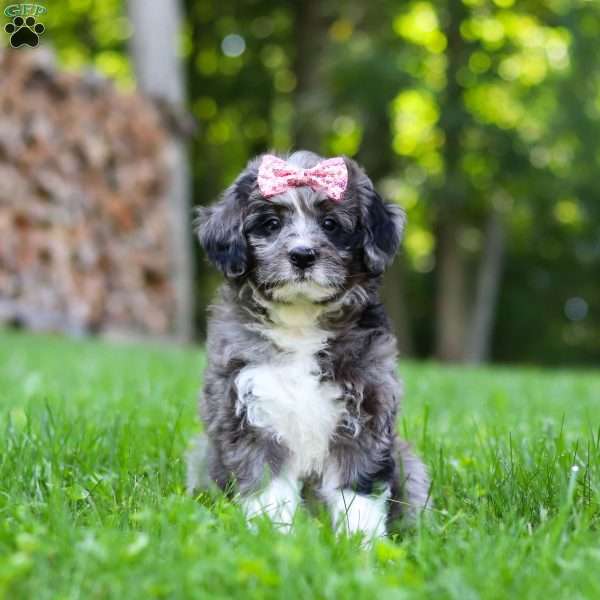 Willow, Bernedoodle Puppy