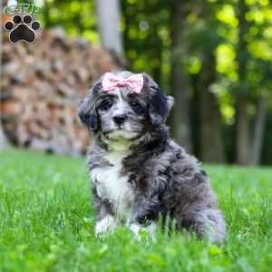 Willow, Bernedoodle Puppy
