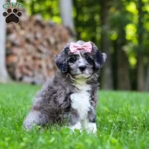 Willow, Bernedoodle Puppy