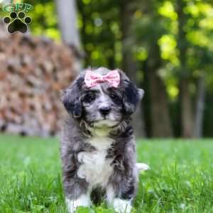 Willow, Bernedoodle Puppy