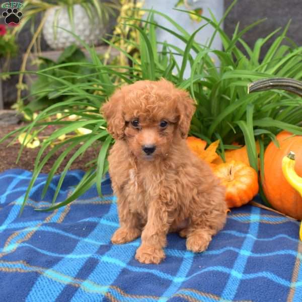 Willow, Miniature Poodle Puppy