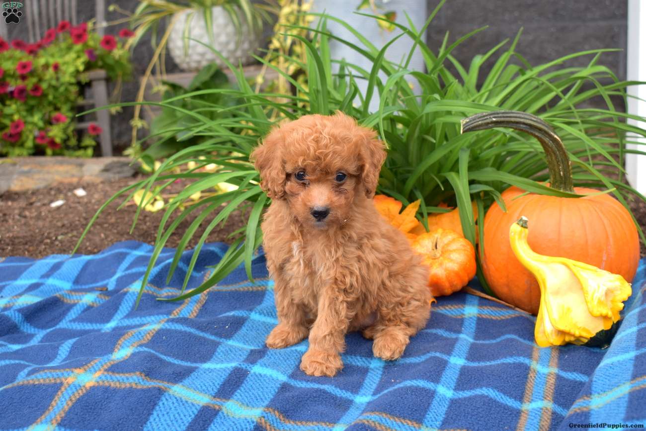 Willow (Miniature Poodle, Female) in Ronks, PA