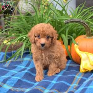 Willow, Miniature Poodle Puppy