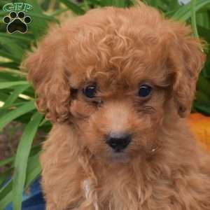 Willow, Miniature Poodle Puppy
