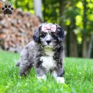 Willow, Bernedoodle Puppy