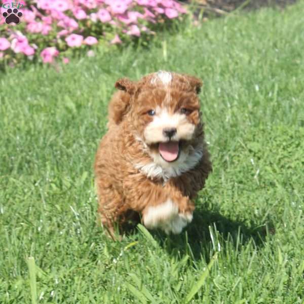 Willow, Toy Poodle Puppy