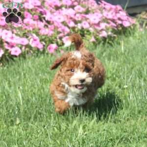 Willow, Toy Poodle Puppy
