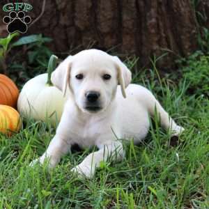 Willow, Yellow Labrador Retriever Puppy