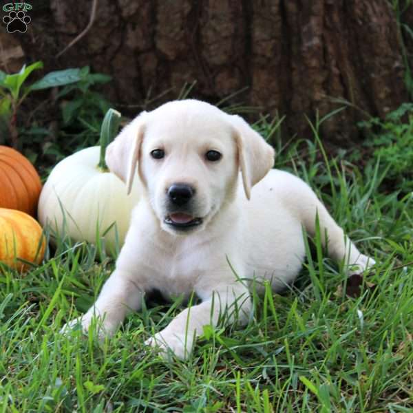 Willow, Yellow Labrador Retriever Puppy