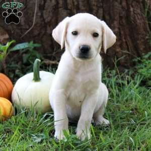 Willow, Yellow Labrador Retriever Puppy