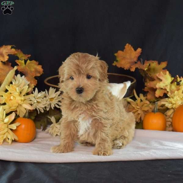 Willy, Maltipoo Puppy