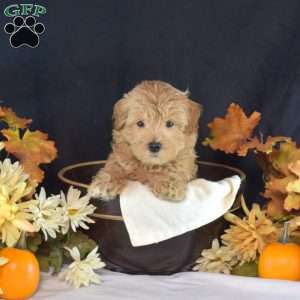 Willy, Maltipoo Puppy