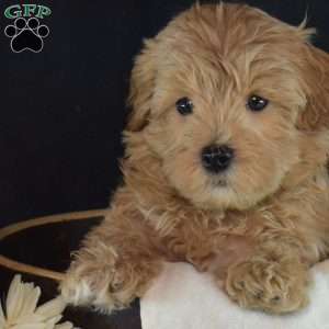 Willy, Maltipoo Puppy