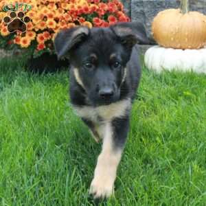Winnie, German Shepherd Puppy
