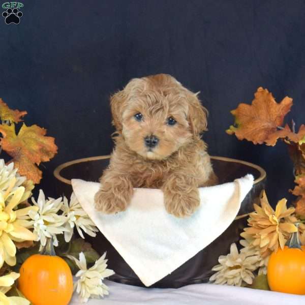 Winnie, Maltipoo Puppy
