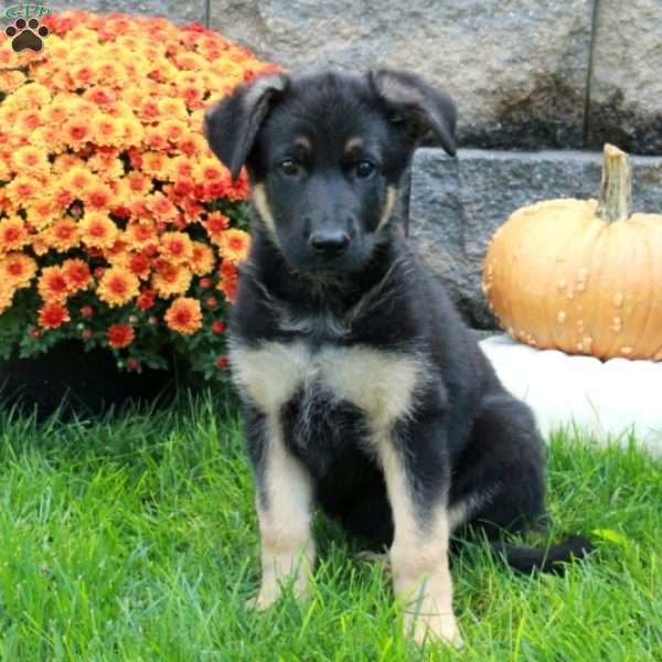 Winnie, German Shepherd Puppy