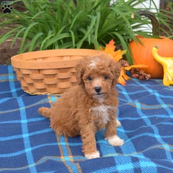 Winnie, Miniature Poodle Puppy