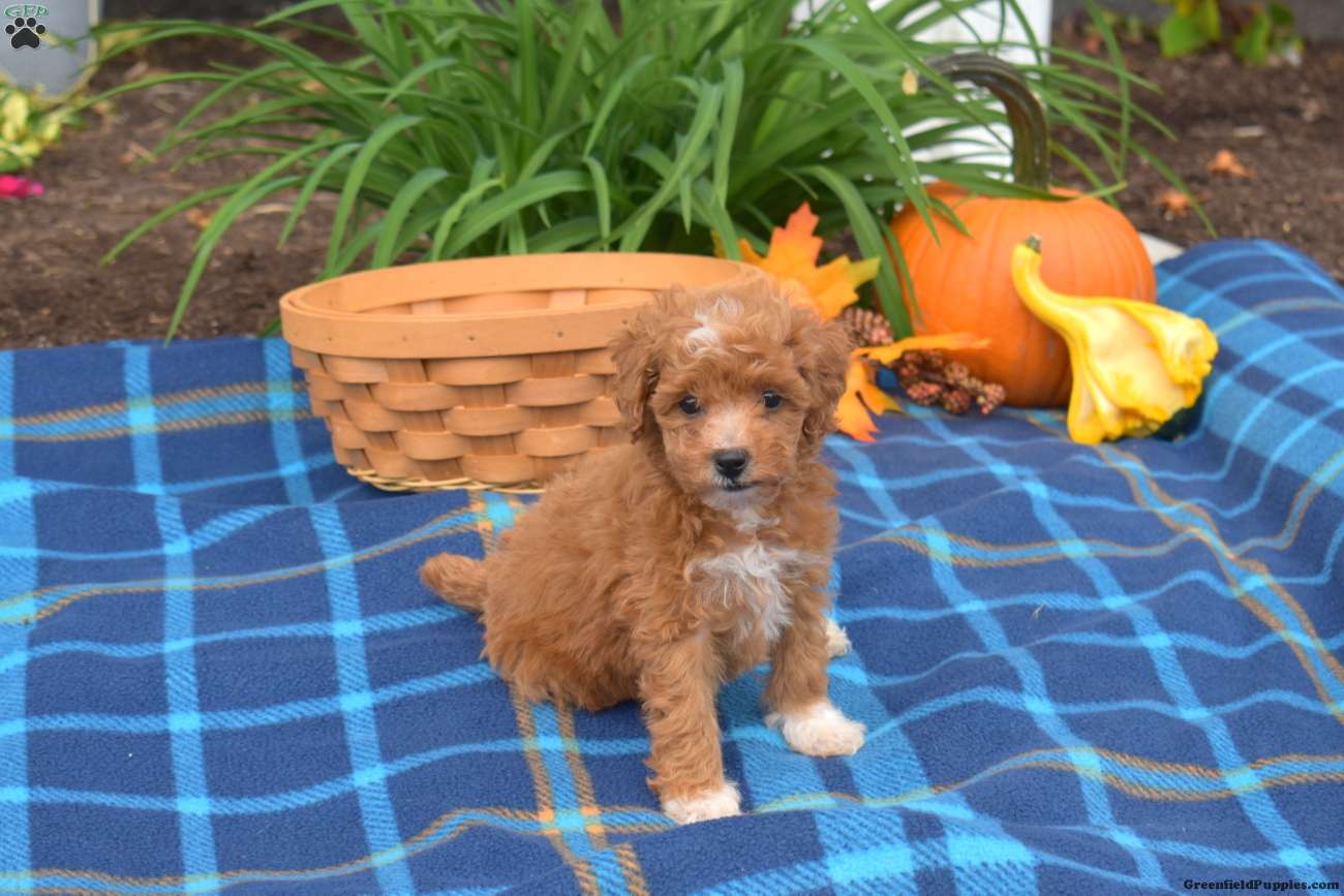 Winnie (Miniature Poodle, Female) in Ronks, PA