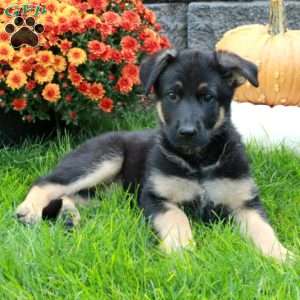 Winnie, German Shepherd Puppy