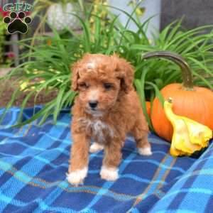 Winnie, Miniature Poodle Puppy