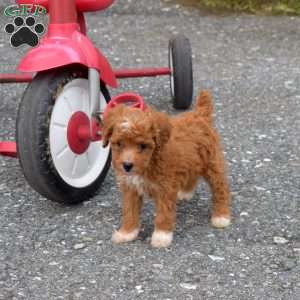 Winnie, Miniature Poodle Puppy