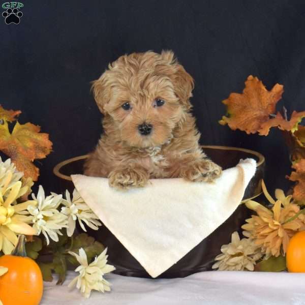 Winston, Maltipoo Puppy