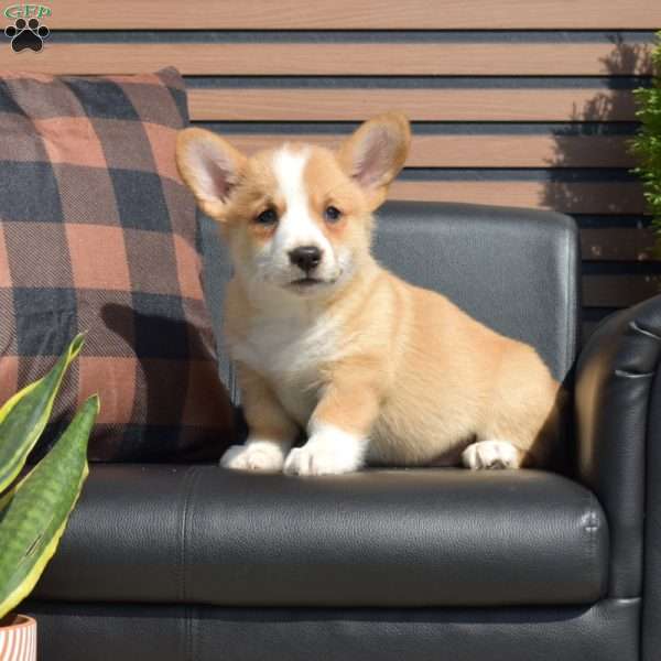 Winston, Pembroke Welsh Corgi Puppy