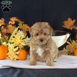 Winston, Maltipoo Puppy