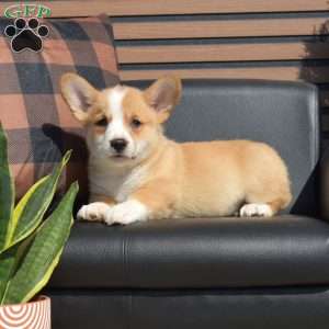 Winston, Pembroke Welsh Corgi Puppy
