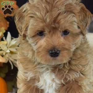 Winston, Maltipoo Puppy