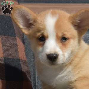 Winston, Pembroke Welsh Corgi Puppy
