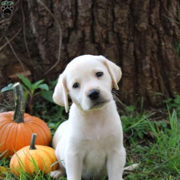 Winter, Yellow Labrador Retriever Puppy