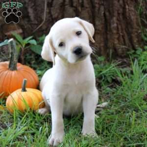 Winter, Yellow Labrador Retriever Puppy