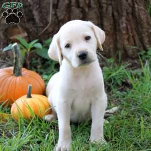 Winter, Yellow Labrador Retriever Puppy