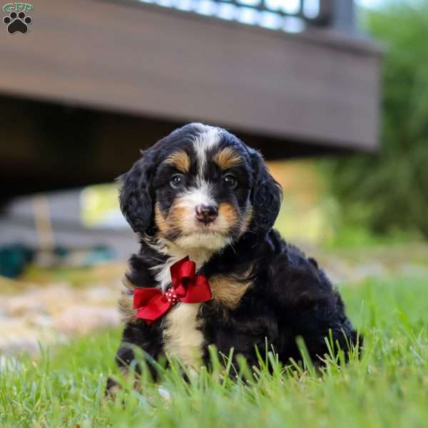 Wolverine, Mini Bernedoodle Puppy