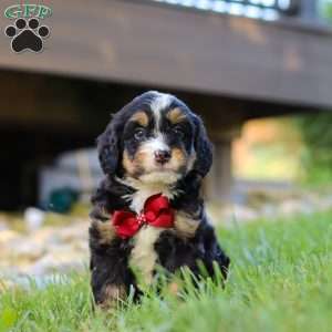 Wolverine, Mini Bernedoodle Puppy